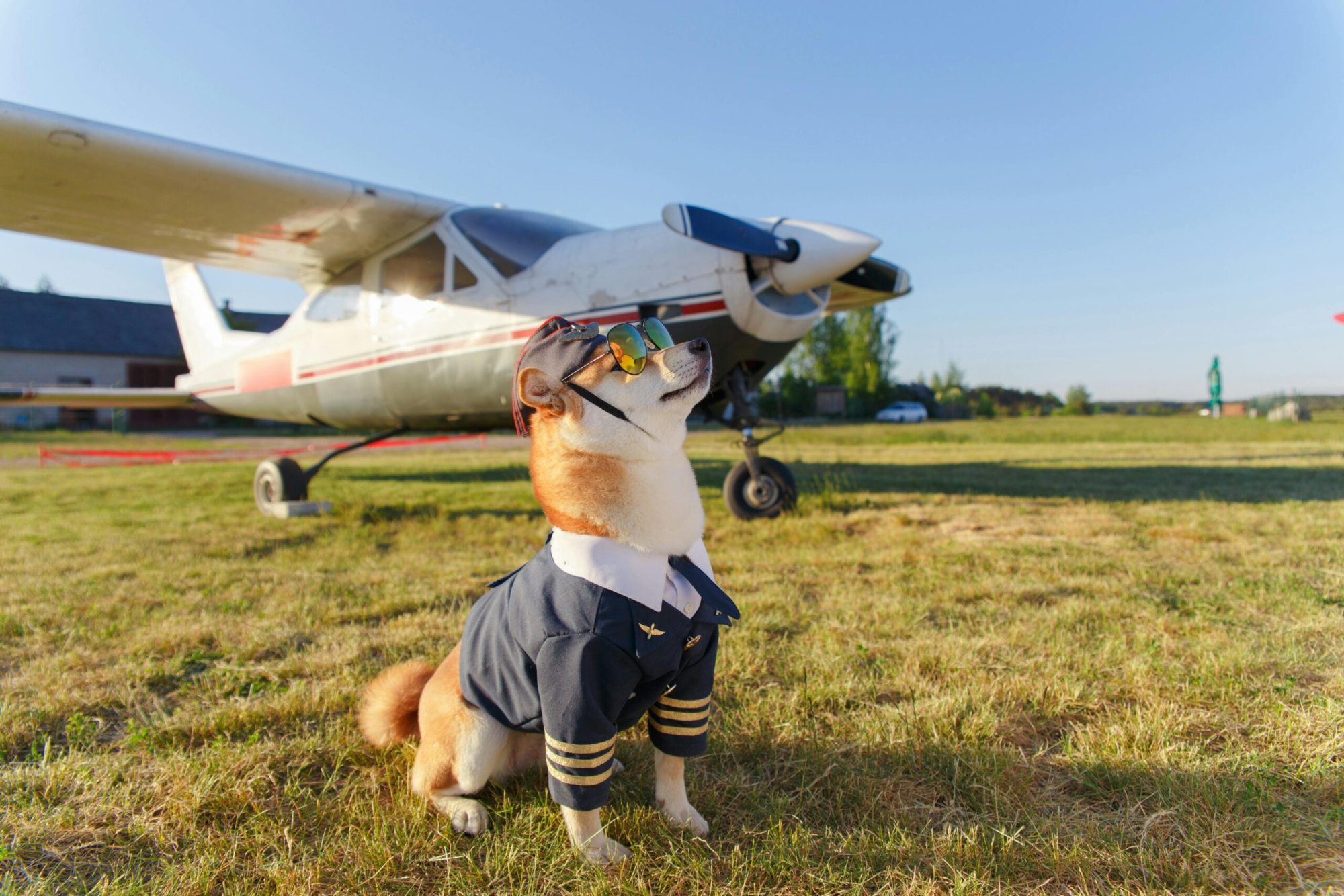 Private Jet Travel with Pets: What You Need to Know